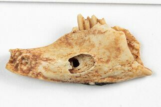 Miocene Fossil Pika (Prolagus) Jaw - France #248679