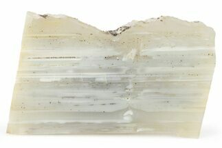 Waterline Agate Limb Cast Slice - Tom Miner Basin, Montana #248707