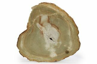 Polished Petrified Tanoak Wood (Lithocarpus) Round #248721