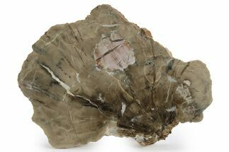 Triassic Petrified Wood (Woodworthia) Slab - Arizona #248725