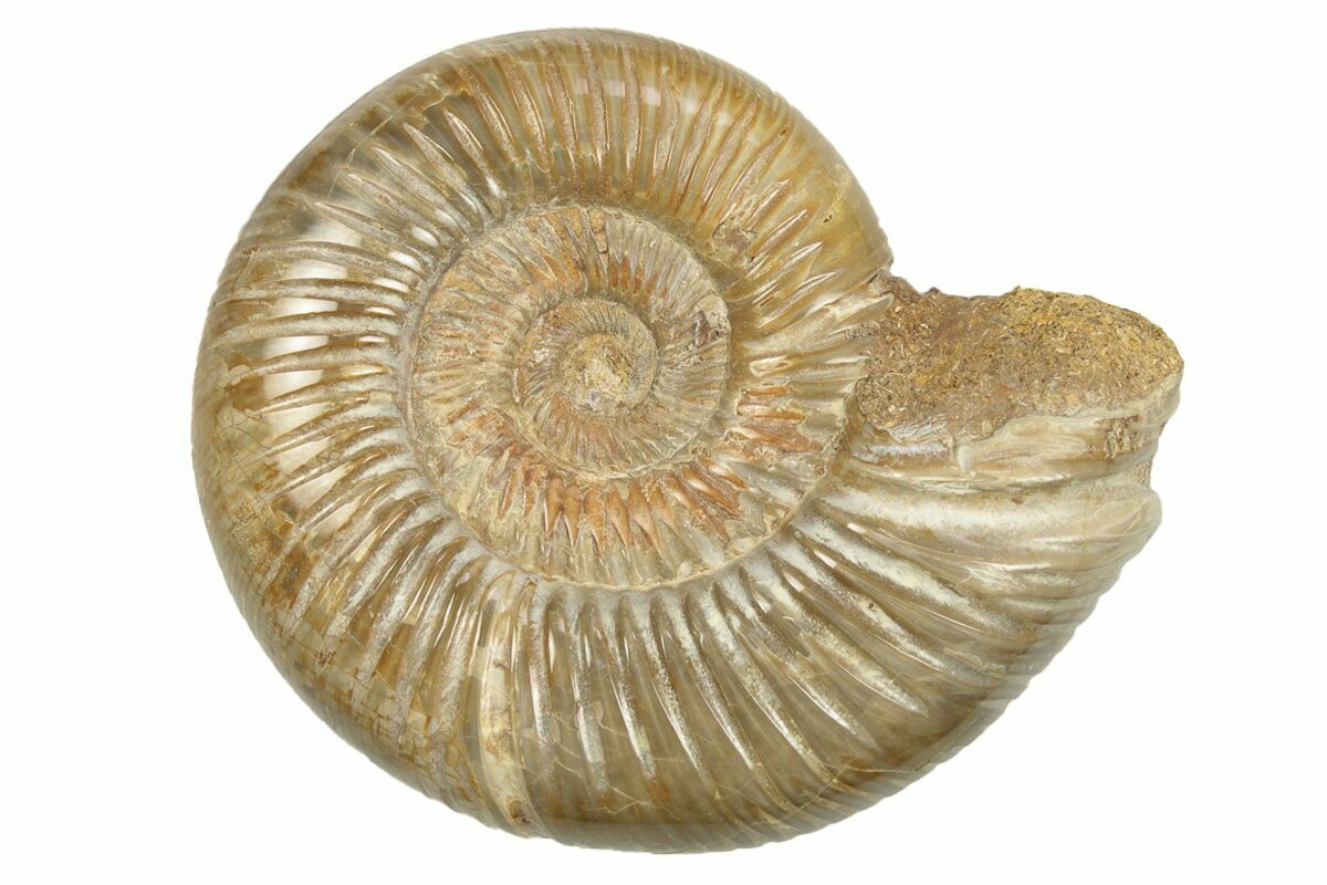 3.2" Polished Jurassic Ammonite (Perisphinctes) - Madagascar (#248738 ...