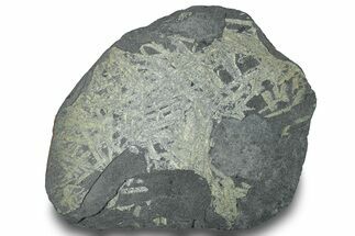 Fossil Graptolite Cluster (Didymograptus) - Wales #242376