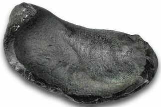 Fossil Whale Ear Bone - South Carolina #248401
