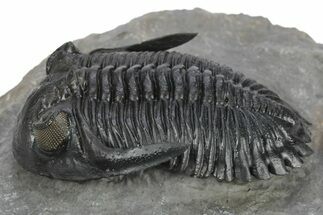 Very Nice Hollardops Trilobite - Orange Eye Preservation #245921