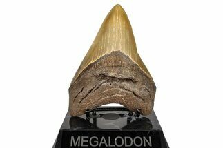 Fossil Megalodon Tooth - North Carolina #245838