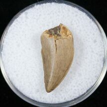 Finely Serrated Tyrannosaur Tooth #14758