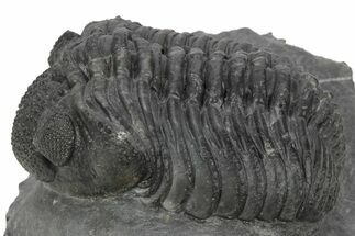 Drotops Trilobite - Issoumour, Morocco #243899