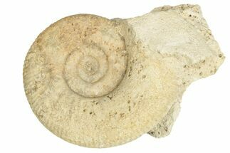 Callovian Ammonite (Hamulisphinctes) Fossil - France #249029