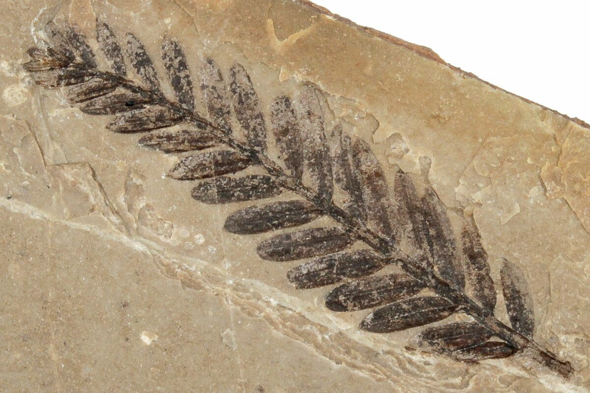 3" Fossil Plant (Metasequoia) Plate McAbee, BC (248781) For Sale