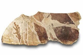 Fossil Plant (Fagus, Fagopsis, Chamaecyparis) Plate - McAbee, BC #248796