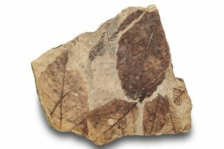 Fossil Plant (Fagus, Fagopsis, Betula) Plate - McAbee, BC #248926