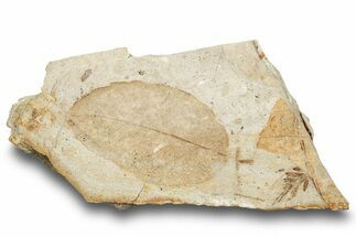 Fossil Plant (Fagopsis) Plate - McAbee, BC #248970