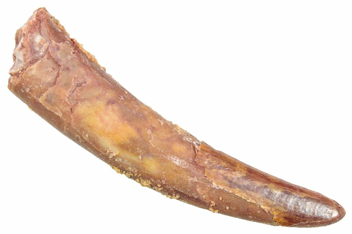 1.53" Fossil Pterosaur (Siroccopteryx) Tooth Morocco (248958) For