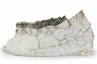 Fossil Titanothere (Megacerops) Jaw - South Dakota #249236