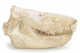 Fossil Oreodont (Merycoidodon) Skull - South Dakota #249244