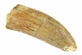 Fossil Sauropod Dinosaur (Titanosaur) Tooth - Morocco #248853