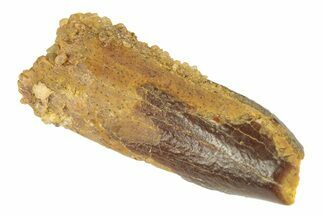 Fossil Sauropod Dinosaur (Titanosaur) Tooth - Morocco #248854