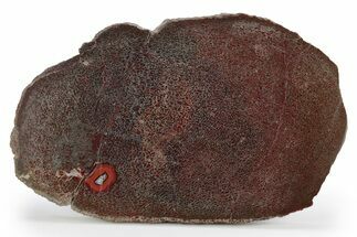 Brilliant Red, Polished Dinosaur Bone (Gembone) Slab - Utah #249276