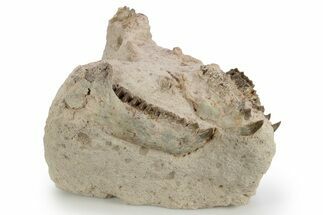 Fossil Oreodont (Merycoidodon) Disarticulated Skull -South Dakota #249253