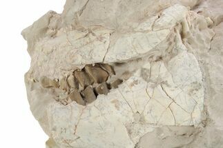 Bargain, Fossil Oreodont (Leptauchenia) Skull - Unprepared #249258