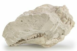 Fossil Oreodont Upper Skull - Unprepared #249261