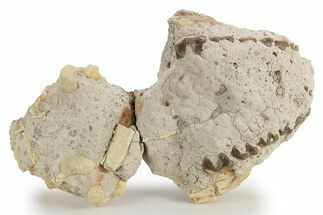 Unprepared Oreodont (Merycoidodon) Upper Skull -South Dakota #249262