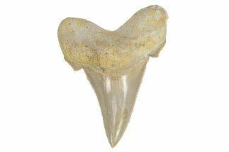 Serrated Sokolovi (Auriculatus) Shark Tooth - Dakhla, Morocco #249390