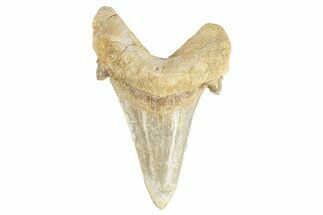 Serrated Sokolovi (Auriculatus) Shark Tooth - Dakhla, Morocco #249401
