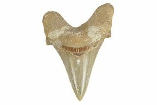 Serrated Sokolovi (Auriculatus) Shark Tooth - Dakhla, Morocco #249421