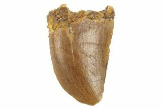 Serrated, Juvenile Carcharodontosaurus Tooth #249427