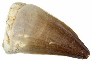 Fossil Mosasaur (Prognathodon) Tooth - Morocco #249615
