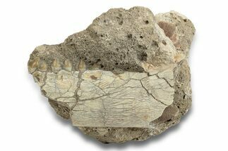 Unprepared, Fossil Oreodont (Merycoidodon) Jaw - South Dakota #249285
