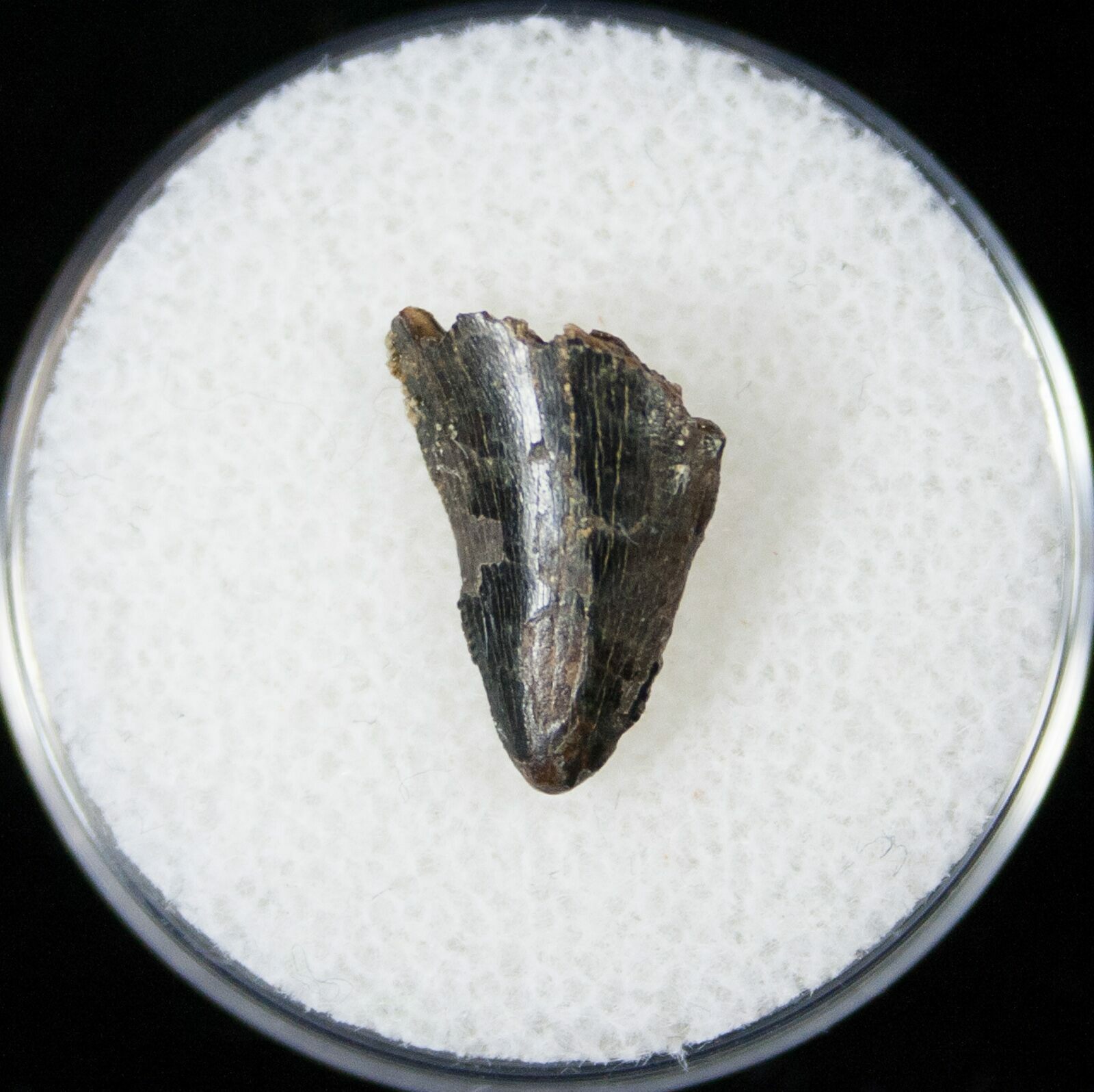 nanotyrannus tooth for sale