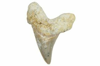 Serrated Sokolovi (Auriculatus) Shark Tooth - Dakhla, Morocco #249686