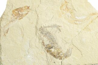 Cretaceous Fossil Shrimp With Fish - Lebanon #249568