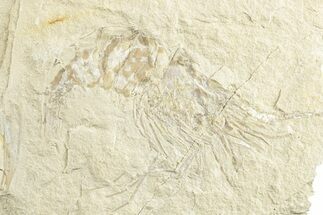 Cretaceous Fossil Shrimp - Lebanon #249573
