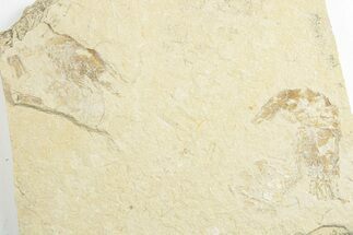Three Cretaceous Fossil Shrimp - Lebanon #249848