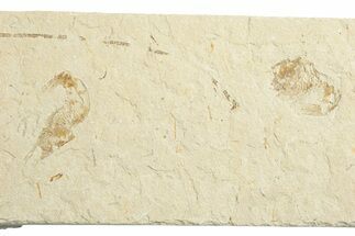Two Cretaceous Fossil Shrimp - Lebanon #249873