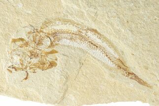 Cretaceous Fossil Fish - Lebanon #249881