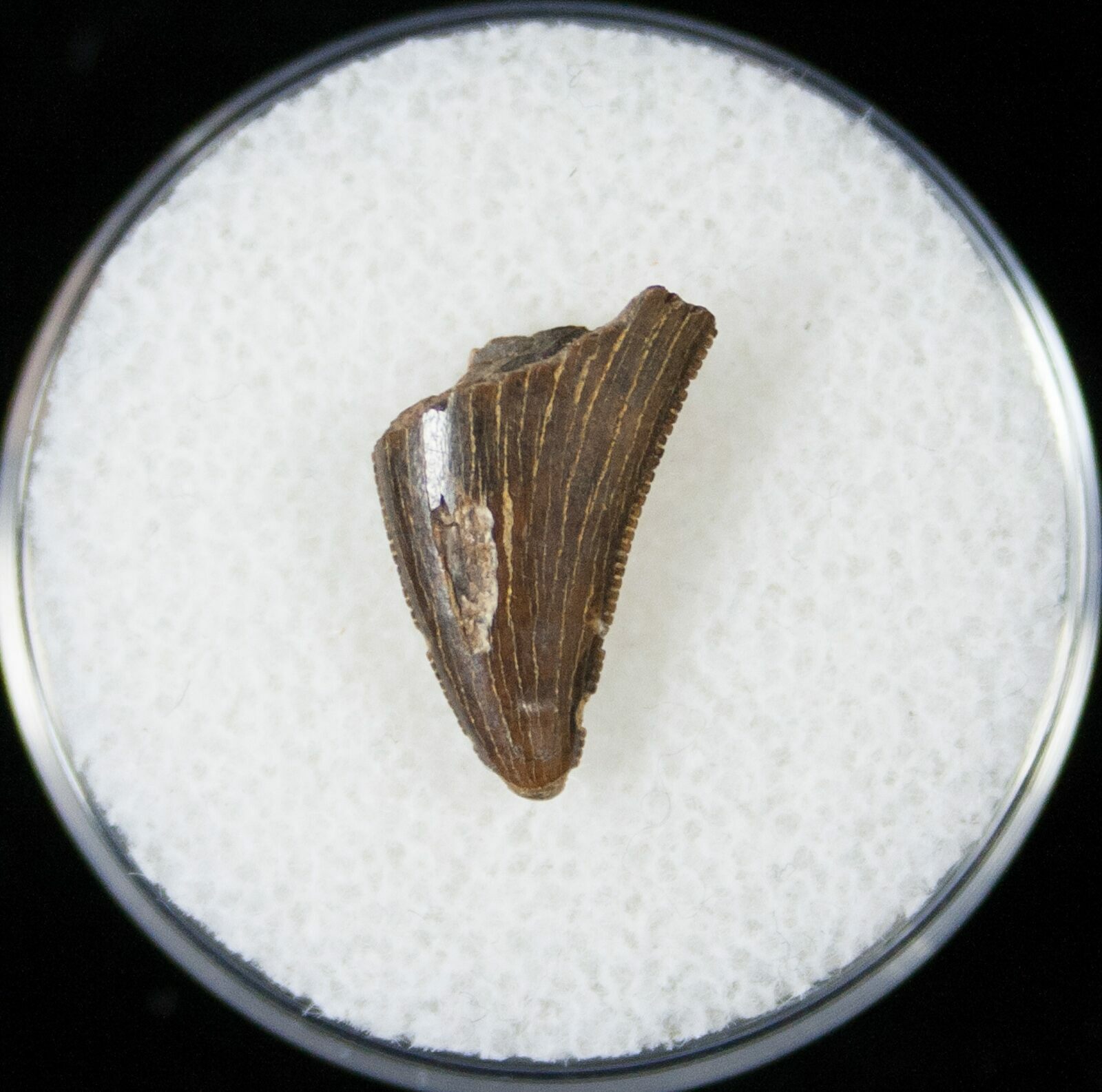 nanotyrannus tooth for sale