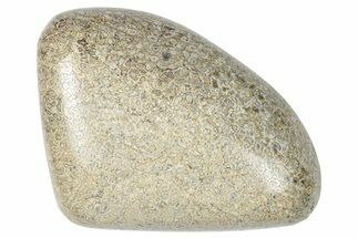 Polished Dinosaur Bone (Gembone) - Morocco #250082