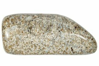 Polished Dinosaur Bone (Gembone) - Morocco #250093