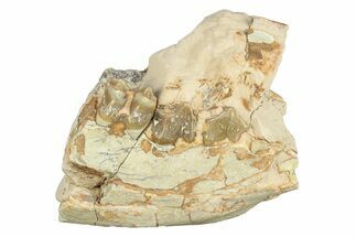 Bargain, Fossil Oreodont (Merycoidodon) Jaw - South Dakota #249294