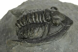 Diademaproetus Trilobite Fossil - Morocco #249896