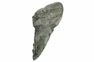 Partial Fossil Megalodon Tooth - South Carolina #250040