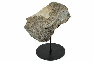 Fossil Hadrosaur (Gryposaurus?) Toe Bone w/ Metal Stand - Texas #250263