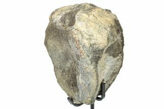 Fossil Hadrosaur Anterior Caudal Vertebra w/ Metal Stand - Texas #250265
