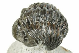 Enrolled Phacopid (Adrisiops) Trilobite - Jbel Oudriss, Morocco #249716