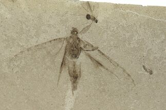 Fossil Insect - Green River Formation, Colorado #250735