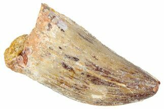 Serrated, Carcharodontosaurus Tooth - Thick Tooth #250554